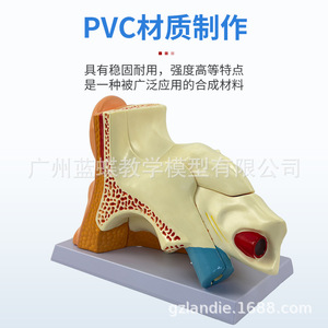 Modelo didáctico de amplificación del oído humano; anatomía del oído humano; oído externo, medio e interno; sistema auditivo; estructura del oído - Product Image 3