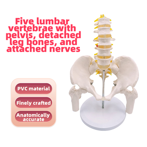 5-Pelvis Cut <span class=keywords><strong>Femur</strong></span> kemikleri ile lomber vertebra modeli sinirler 24x20x30cm tıbbi bilim için insan iskelet modeli - Product Image 2