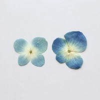 Hydrangea casing ponsel bunga asli biru dengan lem timbul bunga kering Diy