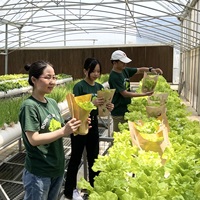 Usine Personnaliser Vivre Hydroponique Basilic Laitue Légumes Herbes Fraîches Emballage Recyclable Manchon