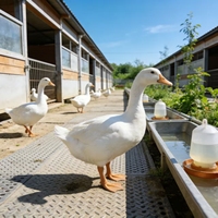 Protéine de soja concentrée CSP de qualité alimentaire pour animaux et volailles