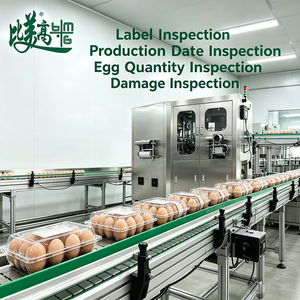 Equipo de Inspección y Rechazo de Cartones de Huevos Totalmente Automático de la Marca BMG, Sistema de Visión CCD de Alta Velocidad, Detección de Defectos Superficiales - Product Image 3
