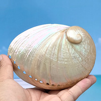 Coquille d'ormeau naturelle blanche véritable de 6 pouces, coquille d'ormeau polie pour la brûlure de sauge, vente en gros