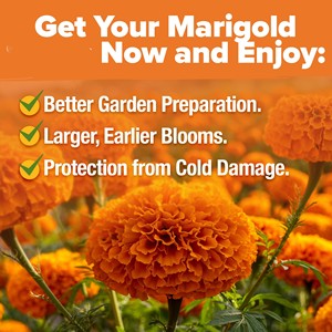 Qualité supérieure Crackerjack Marigold Set Home Grown Outdoor Garden Flower <span class=keywords><strong>Pot</strong></span> Europe Design Nursery Bulk Desktop Floor Use - Product Image 3