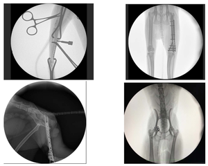 YSX-C112 Vet Ysenmed Mobile Animal cirurgia xray <span class=keywords><strong>c</strong></span> braço imagem sistema 3.5kw digital <span class=keywords><strong>c</strong></span> braço x ray máquina/multiuso operar xray - Product Image 4