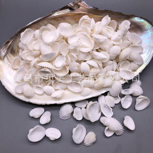 Beimei conchas perforadas, caracolas, almejas de nieve, peludas, coco, Blanco pequeño, de viento carillones Diy hechos a mano, foto - Product Image 2