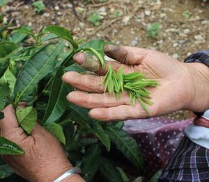 ชาภูเขาสีเหลืองปลายฝอยสิบยี่ห้อดังหวงซาน<span class=keywords><strong>เหมา</strong></span>เฟิงชาเขียวภูเขาสีเหลือง - Product Image 3