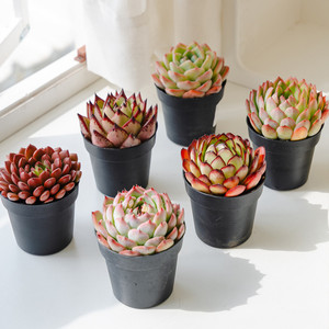 Small Potted Office Succulent Multi-meat Combination <strong>Plant</strong>-Novice-Friendly <strong>Good</strong> Feed General Purpose China Origin - Product Image 2