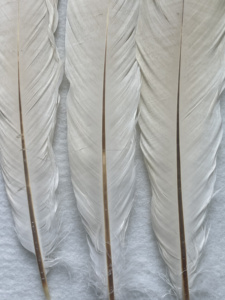 <span class=keywords><strong>Piume</strong></span> <span class=keywords><strong>di</strong></span> Tacchino Sbiancate 12-14 Pollici per Cappelli da Carnevale Copricapo da Samba Accessorio per Spettacoli Teatrali Costume con <span class=keywords><strong>Piume</strong></span> YOLAN - Product Image 4