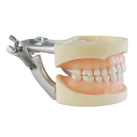 Typodont-dientes dentales estándar, modelo de goma suave con articulador DP, 28 Uds.