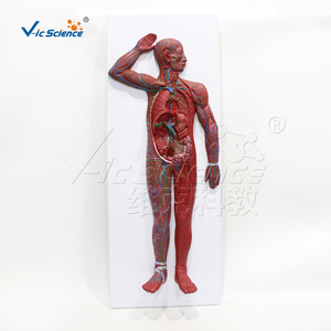 Modelo Anatómico del Sistema Linfático de Cuerpo Completo en PVC con 63 Estructuras Numeradas para Recursos de Enseñanza Médica, con Certificaciones CE, ISO, ROHS y CNAS - Product Image 3