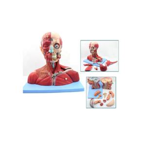 Ciencia médica enseñanza <span class=keywords><strong>Cabeza</strong></span> <span class=keywords><strong>y</strong></span> <span class=keywords><strong>Cuello</strong></span> nervio vascular con cerebro modelo 19 piezas - Product Image 1