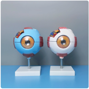 Oftalmik struktur Model bola mata manusia perbesaran 6 kali visi mengajar optometri mata anatomi medis - Product Image 2