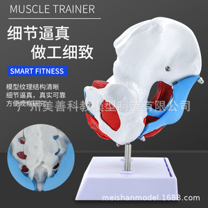 Modèle de simulation pédagogique des muscles du plancher pelvien, du bassin et de l'utérus féminins, de la structure pelvienne féminine, de la vessie et du plancher pelvien - Product Image 3