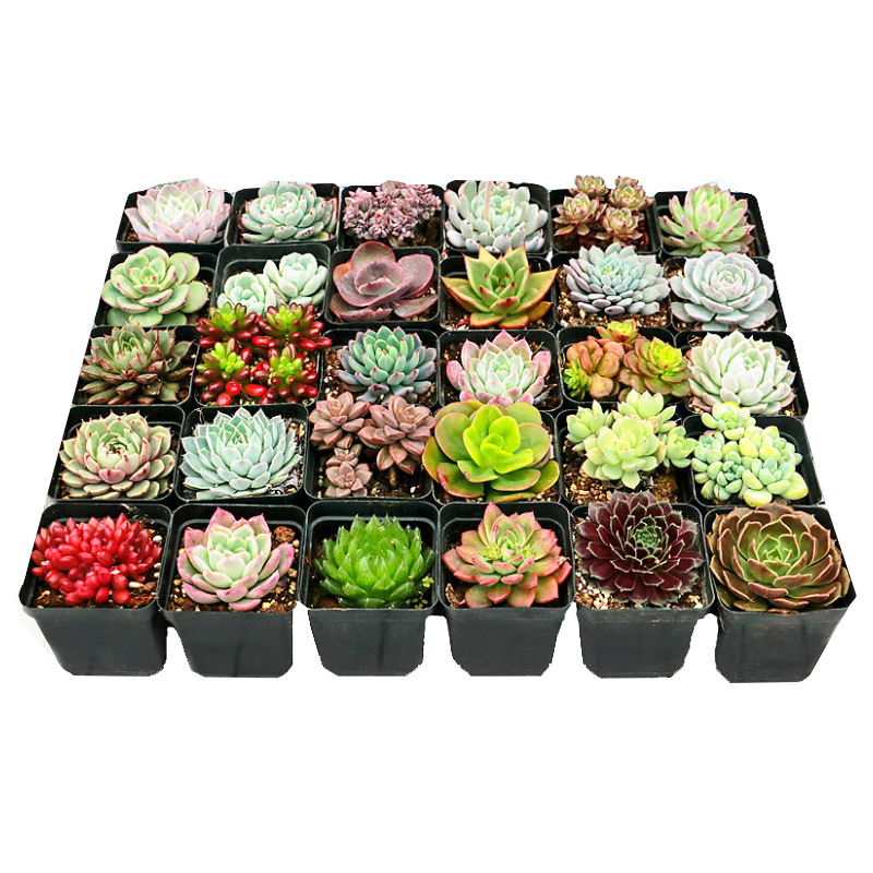 Hot Sale Indoor Succulent Plants Live Odorless Supplier Artificial Plants Small Faux Succulent