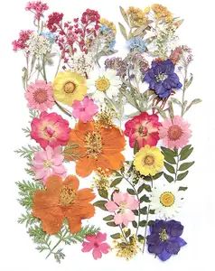 17 Loại 48Pcs Bất Khô Ép Hoa Lá Nhà Máy Herbarium Cho Nhựa Tự Làm Đồ Trang Sức Làm Hoa Kiểu Trang Trí