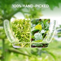 NMPT Premium - Bolsitas de Té de Hierbas de Flor de Papaya y Celastrus Hinds, Mezclas Recogidas a Mano, 30 Unidades, Sin Gluten, Sin Lácteos, Sin Azúcar