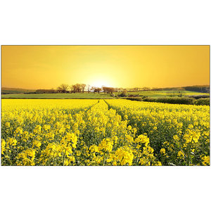 Bộ lọc thủy tinh OEM 37-82mm màu trắng và đen với bộ lọc màu đỏ vàng cam xanh cho ống kính máy ảnh - Product Image 5