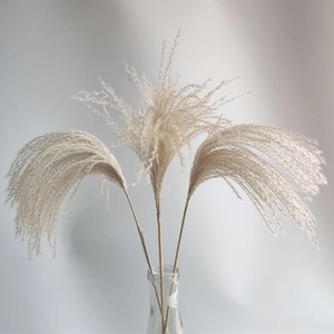 Petites herbes de la pampa colorées séchées, plantes décoratives moelleuses, fleurs séchées en gros, personnalisation sur mesure pour la décoration intérieure et les événements - Product Image 3