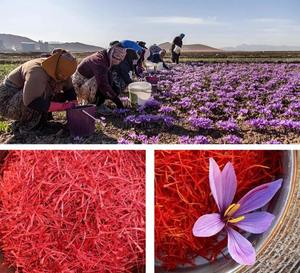 Vente en gros <span class=keywords><strong>d</strong></span>'usine de brins fins de safran rouge origine fraîche meilleur goût de couleur procé<span class=keywords><strong>d</strong></span>é de séchage brut conservé avec de l'eau - Product Image 2