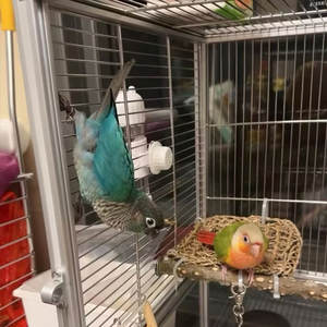 <span class=keywords><strong>Jaula</strong></span> de <span class=keywords><strong>aluminio</strong></span> para loros, aviario de hierro forjado importado, <span class=keywords><strong>jaula</strong></span> para exhibición de aves de cría al aire libre, diseño de <span class=keywords><strong>jaula</strong></span> grande para loros - Product Image 5