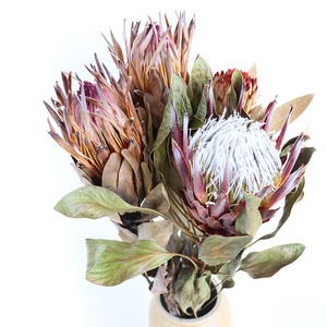 Flor Seca de Protea Preservada N-055, Protea Cynaroides de Lujo, Flor de Banksia Seca para Decoración de Jarrones en el Hogar - Product Image 5