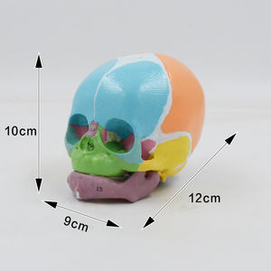 Leermiddelen Kleurrijk Baby Schedelmodel Met Nummermarkering Pasgeboren Frontale Bot Medisch Wetenschappelijk Product Anatomie - Product Image 5