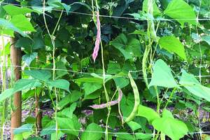 Huike 6*6 inç Özel Boyutlu Tırmanma Ağı, Sebze, Domates, Salatalık ve Asmalar Yetiştirmek İçin - Product Image 4