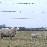 Verzinktes Eisendrahtgeflecht für Hühner- und Kuhzäune, Umweltfreundliche Sicherheitszaunlösung für Hof und Ranch, Verrottungsfest und Wasserdicht