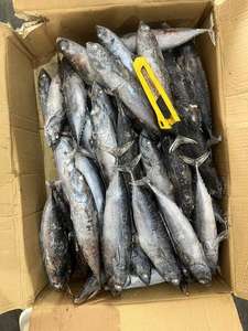 מחיר טוב סין מקור קפוא <span class=keywords><strong>bonito</strong></span> כל סיבוב - Product Image 2