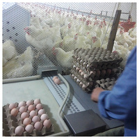 Système de gamme libre BOLONG pour poules pondeuses équipement de ferme avicole poulailler pour parcours libre