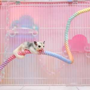 Écologique Luxe Oiseau Jouet Perroquet Suspendu Balançoire <span class=keywords><strong>Corde</strong></span> À Mâcher Fournitures Échelle Bâton En Nylon Extérieur Stress Ennui Soulagement - Product Image 2