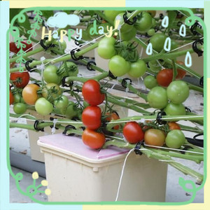 ระบบ Aquaponics อุปกรณ์การเกษตรถัง<span class=keywords><strong>ดั</strong></span>ตช์ผักและปลา - Product Image 5