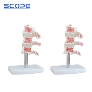 Instrumen pengajaran manekin medis, Simulator anatomi kerangka SC-A1022 3 vertebra Model Oba manusia - Product Image 5