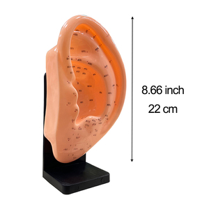 Yüksek kaliteli ürünler 13/22cm kulak akupunktur modeli profesyonel akupunktur noktası öğrenme ekran laboratuvar malzemeleri akupunktur - Product Image 5