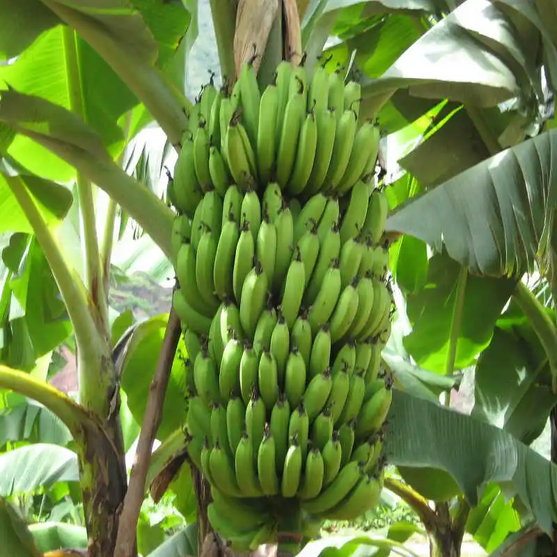 フレッシュフルーツ-ベトナムのバナナ-卸売