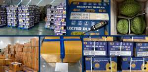 ผลไม้เขตร้อนเวียดนาม รสชาติเข้มข้น สดใหม่ ทุเรียนทั้งลูก เกรด RI6-B ขนาด 20-30 ซม. น้ำหนัก 1.8-2.5 กก. สีเหลืองธรรมชาติ VH Food อายุการเก็บรักษา 1 เดือน - Product Image 4