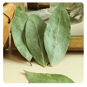 أوراق الغار المجففة عالية الجودة من المصدر مباشرة، درجة أولى، توابل وأعشاب فردية بالجملة من أكبر سوق في الصين - Product Image 2