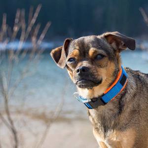 Collar de correa de nailon personalizado para mascotas, para perros pequeños, medianos y grandes, Pitbull, Bulldog, <span class=keywords><strong>Beagle</strong></span>, patrón sólido - Product Image 5