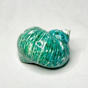 Concha Marina Natural Ecológica <span class=keywords><strong>con</strong></span> Patrón Blanco y Negro, Pulida, para Decoración del Hogar, Acuarios, <span class=keywords><strong>Manualidades</strong></span> y Bricolaje - Product Image 3