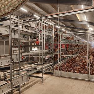 Kaleter Bienestar Animal, Gallinero Libre de Jaulas, Granja Avícola de Gallinas Ponedoras, Nido con Recolección Automática de Huevos - Product Image 5