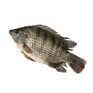 Customized Package African Food Whole Round Frozen Tilapia Wholesale Price From China