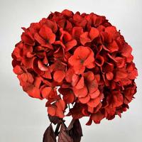 Huisbruiloftdecoratie 20-25cm Echte Natuurlijke Gedroogde Bloemen Kleurverf Eeuwige Hortensia Bloemen Grote Blad Ge conserveerde Hortensia Bloemen