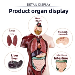Kit de modelo de esqueleto de órganos del cuerpo humano para <span class=keywords><strong>educación</strong></span> temprana, juguete educativo de plástico para estudiantes de <span class=keywords><strong>primaria</strong></span>/<span class=keywords><strong>secundaria</strong></span>, niños de 0 a 3 años - Product Image 3