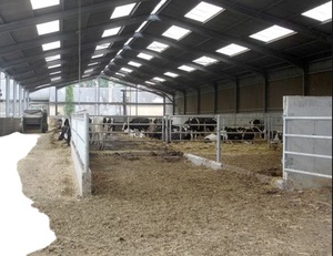 <span class=keywords><strong>10000</strong></span> ㎡   Edificio para Ganado de Gran Envergadura, Estructura de Acero, Establos para Cerdos, Vacas, Ovejas, Cabras, Granjas Avícolas - Product Image 1