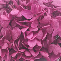 Hochzeit Deko Hochzeit Deko matériel conservé hortensia dans boîte à fleurs préservée pour la décoration de mariage décor à la maison