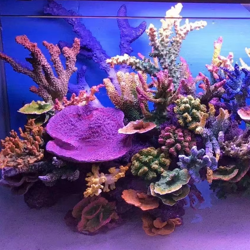 Premium Quality discus fish supplier for Optimal Aquatic Environments