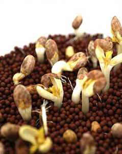 Trọng Lượng Nhẹ Mở Rộng <span class=keywords><strong>Clay</strong></span> Ball Tổng Hợp/Leca Pebbles Viên/Ceramsite Cho Nhà Máy - Product Image 3