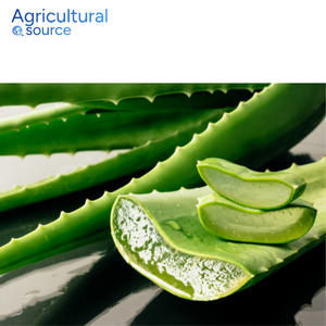 Premium Aloe Vera-Pulpe d'Aloe Vera Bio pour les soins de la peau-Hydratant naturel et gel apaisant pour tous les types de peau - Product Image 2