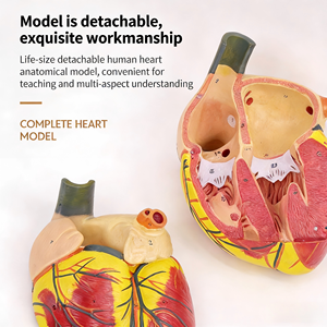Modelo de Anatomía del Corazón Humano a Escala 1:1, Desmontable, para Enseñanza Médica, para Entrenamiento en Ecografía B y Doppler Color - Product Image 4
